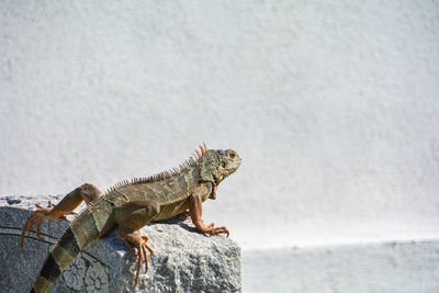 Side view of a lizard on rock against wall