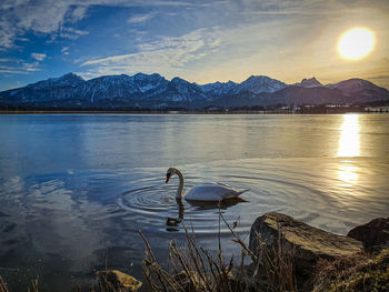 View of swans swimming in lake