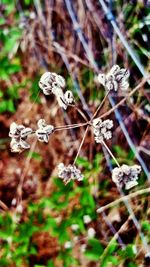 Close-up of plant in forest