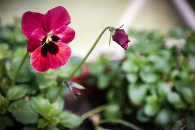 Close-up of pink flowers