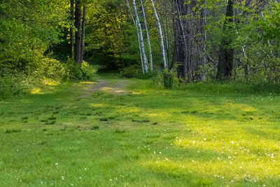 View of pine trees in forest