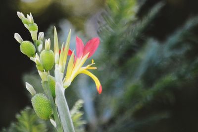 Close-up of flower blooming outdoors