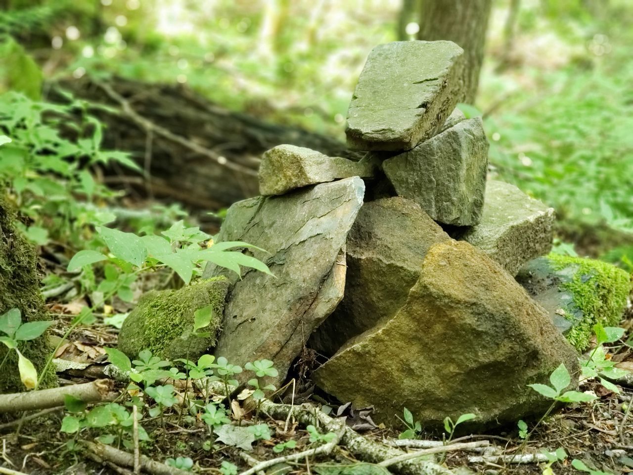 CLOSE-UP OF PLANT GROWING ON ROCK