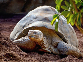 Frontal, near-earth view of a tortoise in close up. its head is far out and the front legs 