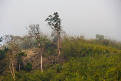 Trees on field against sky