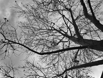 Low angle view of bare tree against sky