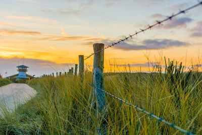 Close-up of grass on field against sky during sunset