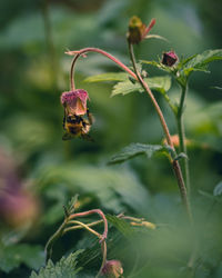 Close-up of bee pollinating on flower