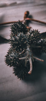 High angle view of dead plant on flower