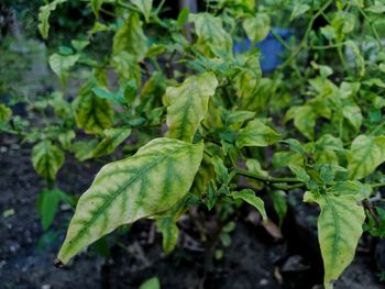 High angle view of fresh green leaves on field