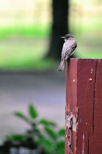 Close-up of bird perching on wooden post