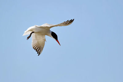 Low angle view of tern flying against clear sky