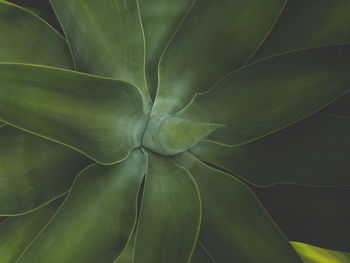 Full frame shot of succulent plant