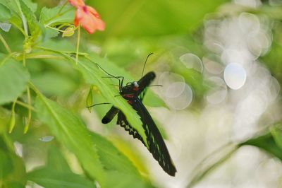 Close-up of insect on plant