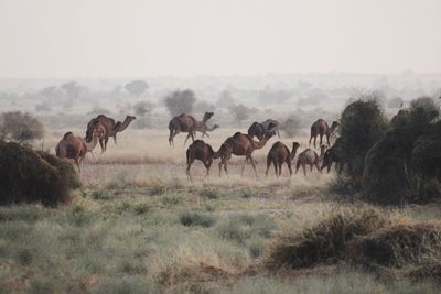 Camels walking on grassy landscape against sky