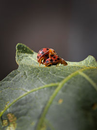 Close-up of ladybug on leaf