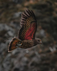 Close-up of a bird