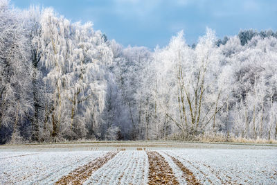 Scenic view of snow field against sky