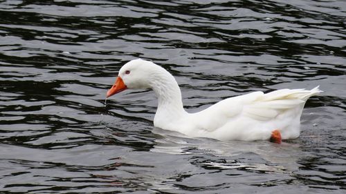 Swan swimming in lake