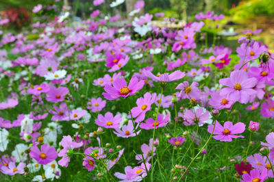 Close-up of flowers blooming outdoors