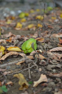 Close-up of small plant growing on field