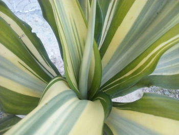 Close-up of plant
