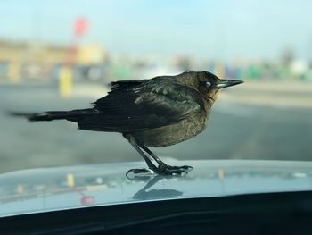 Crow on car