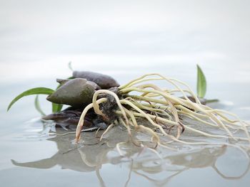 Close-up of dead plant on shore