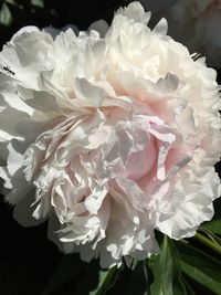 Close-up of white rose blooming outdoors