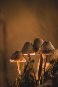 Close-up of mushrooms growing on field