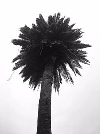 Low angle view of palm tree against clear sky