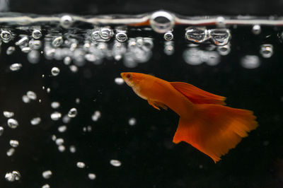 Close-up of fish swimming in sea