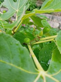 Close-up of leaves