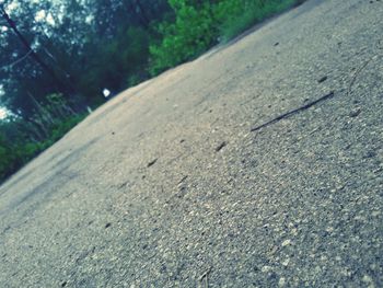 Road passing through trees