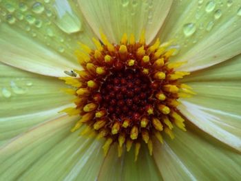 Macro shot of yellow flower