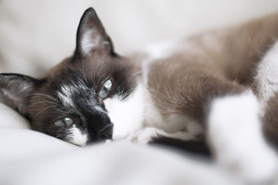 Close-up portrait of cat lying down