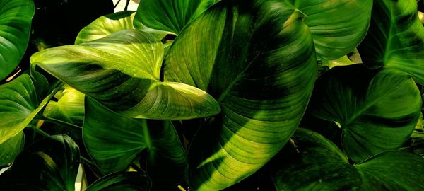 Close-up of fresh green leaves