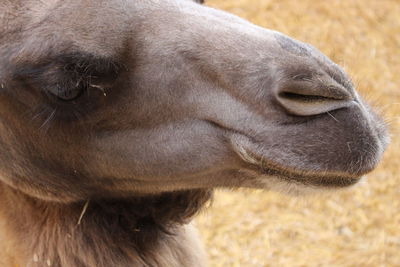 Close-up of a horse