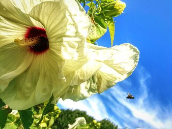 Low angle view of flowers