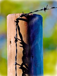 Close-up of bird perching on blue against sky