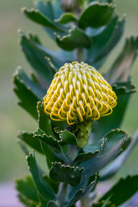 Close-up of yellow flowering plant