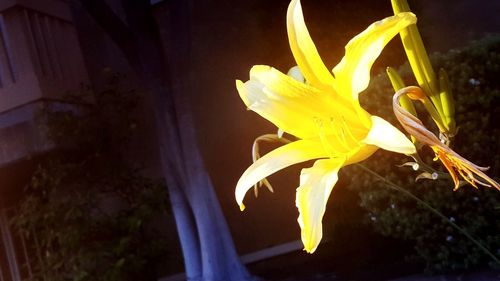 Close-up of yellow flower at night