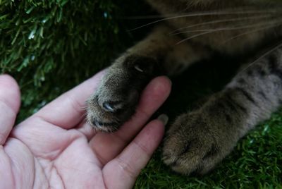 Close-up of hand holding cat