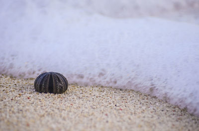 Close-up of seashell on beach