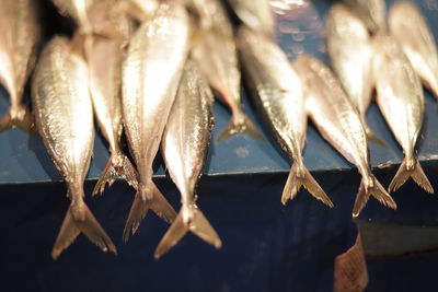 Fish in the market place