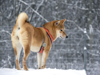 Dogs on snow