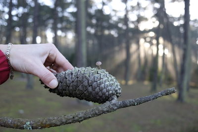 Close-up of hand on tree