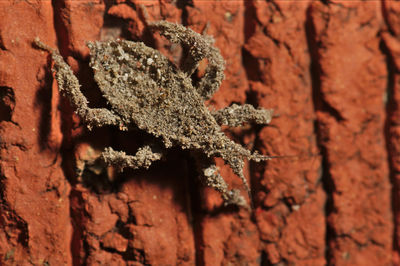 Close-up of insect on wall