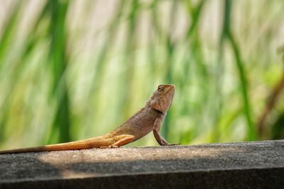 Close-up of lizard on retaining wall
