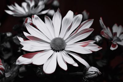 Close-up of white flower